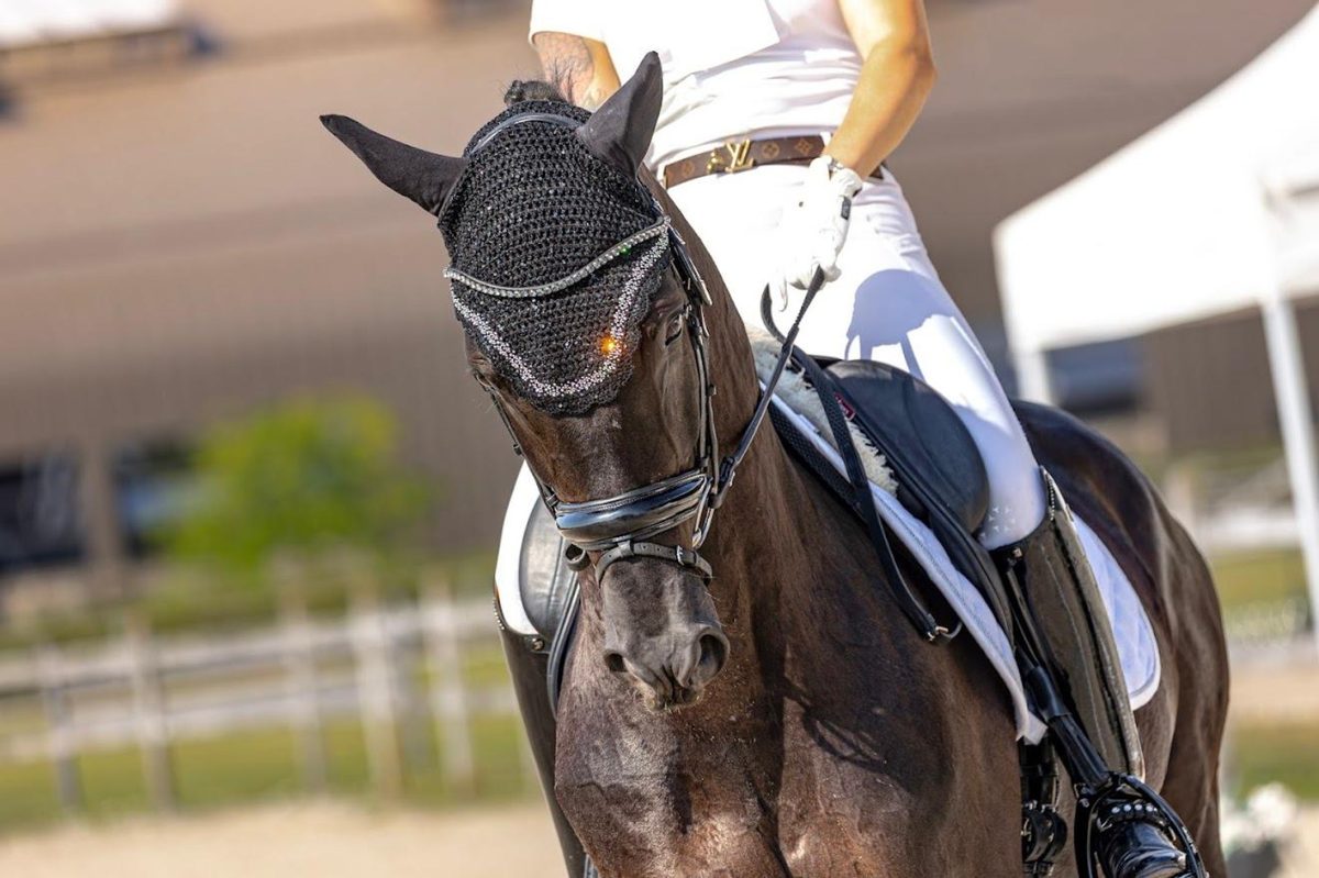 Horse Power Equine fotografie