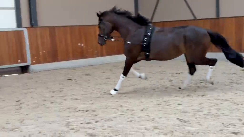 Sevita, vierjarige KWPN-dressuurmerrie