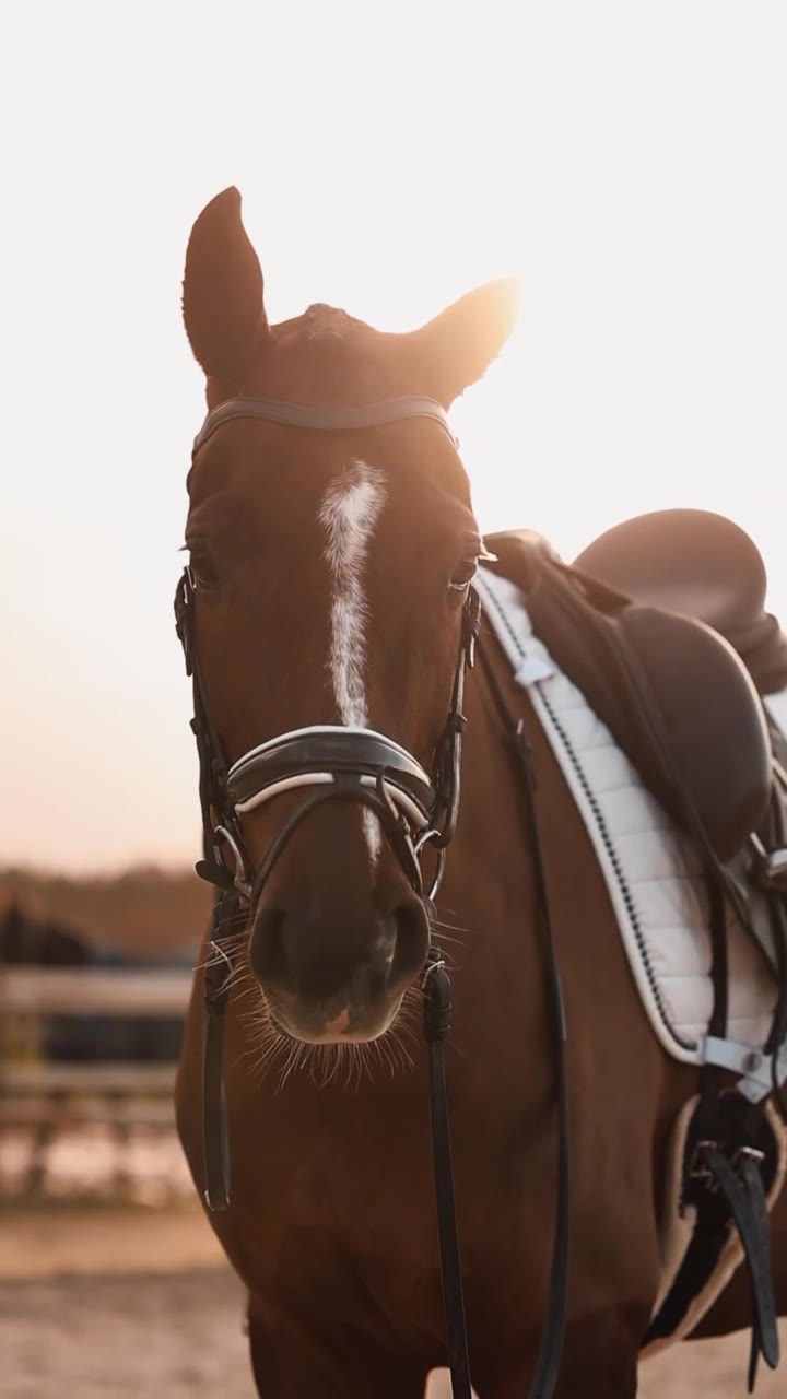Close-up of a dressage horse during competition
